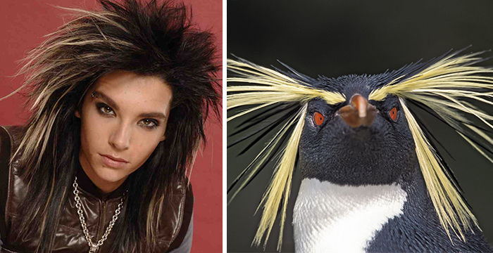 Bill Kaulitz Looks Like The Southern Rockhopper Penguin