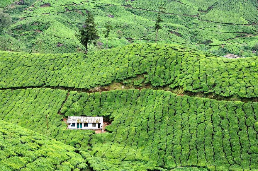 House In Tea Plantation, Munnar