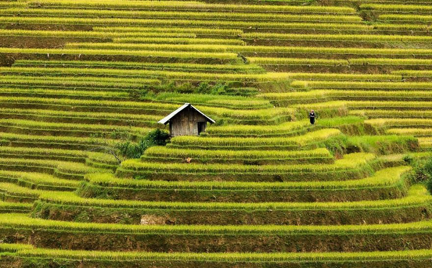 Rice Terraces Of Mu Cang Chai, Vietnam