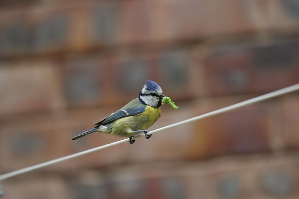 Grubbing Blue Tit
