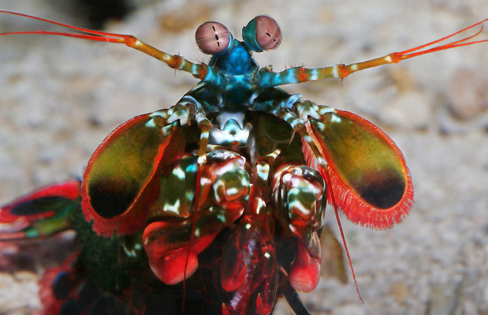 Mantis Shrimp