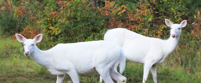 Albino Deer