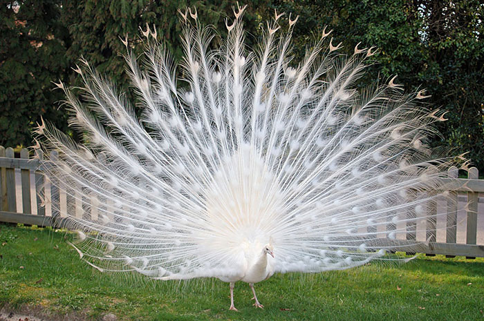 White Peacock