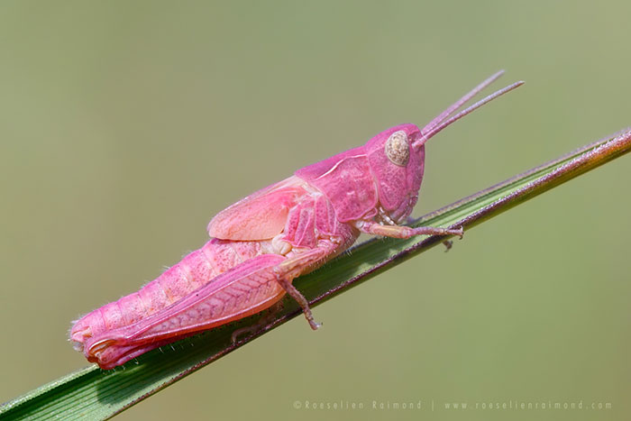 Pink Grasshopper
