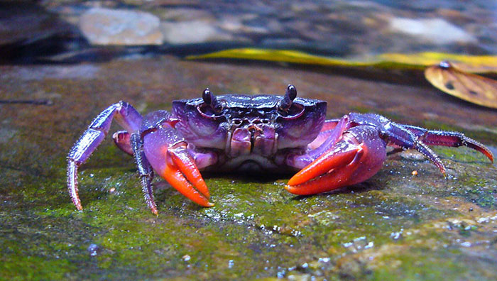 Purple Crab