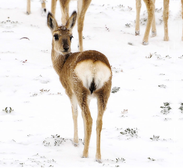 Cute Heart-shaped Bottom
