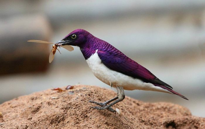 Violet-backed Starling