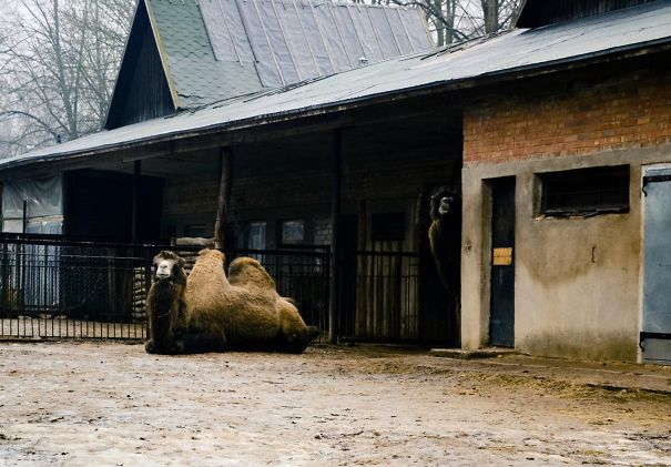 Took A Photo Of A Camel And Only Then Saw The Other One! Such A Creeper Staring From The Shadows