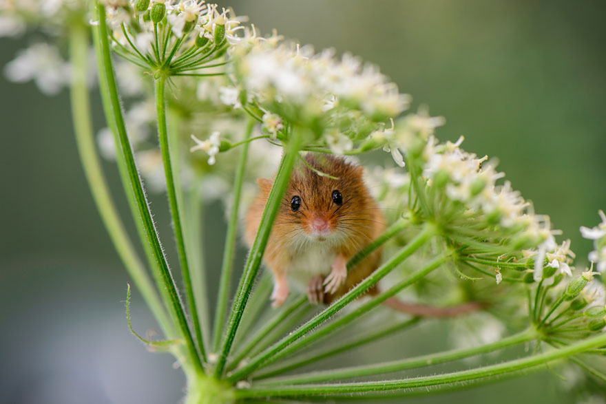 wild-mouse-photography-11 wild-mouse-photography-11