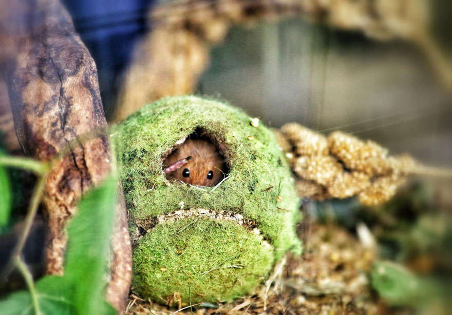 wild-mouse-photography-17 wild-mouse-photography-17