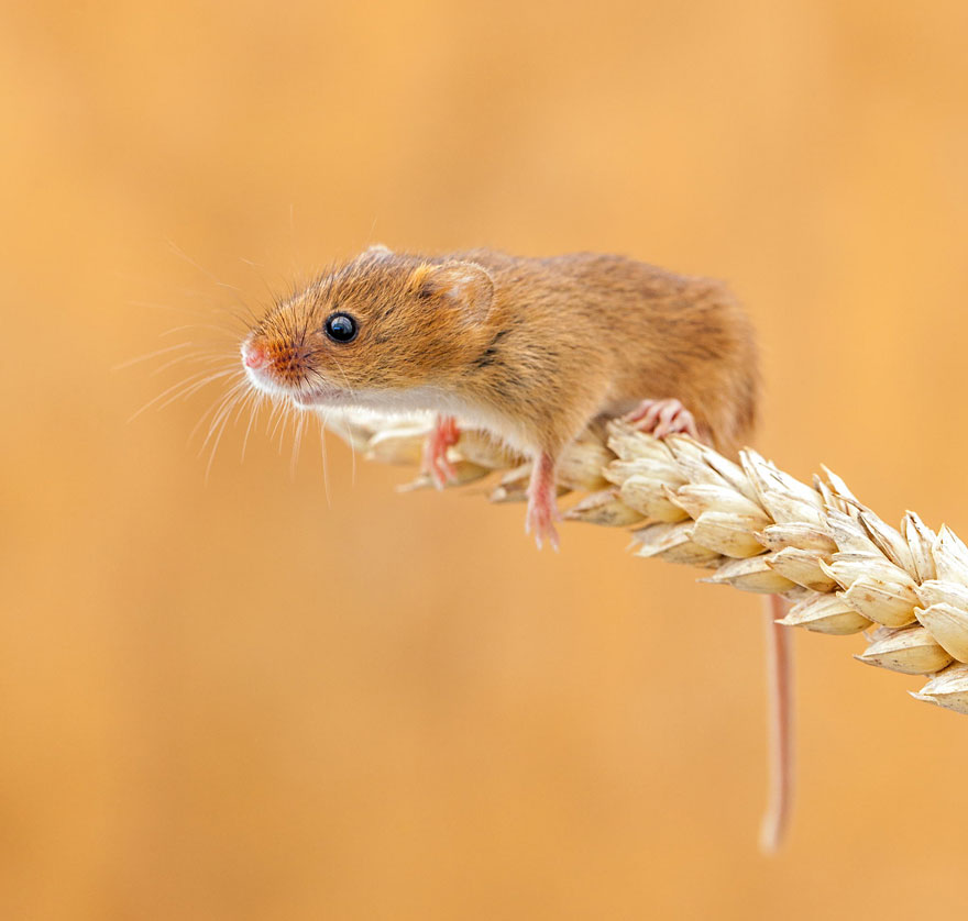 wild-mouse-photography-48 wild-mouse-photography-48