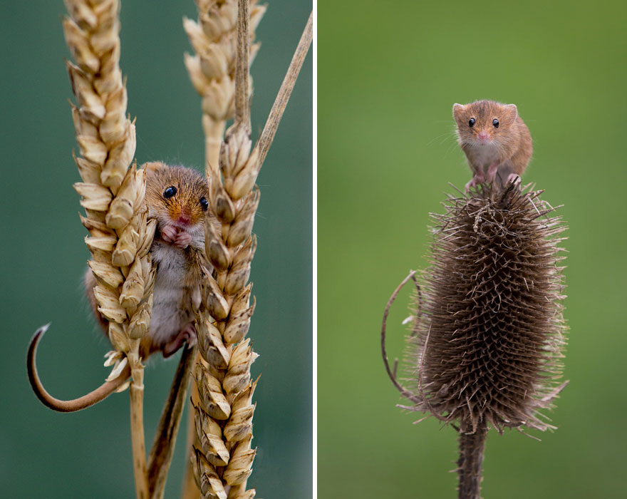 wild-mouse-photography-49 wild-mouse-photography-49