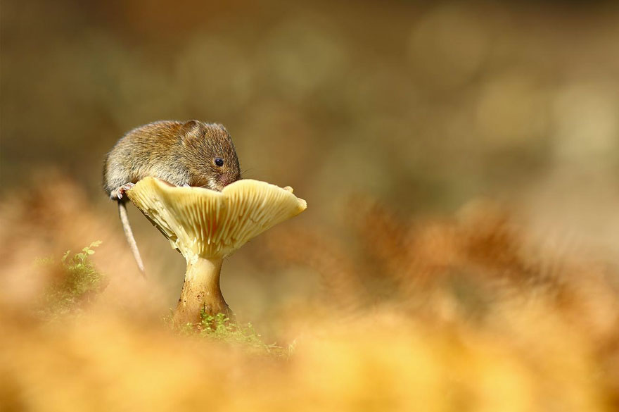 wild-mouse-photography-51 wild-mouse-photography-51
