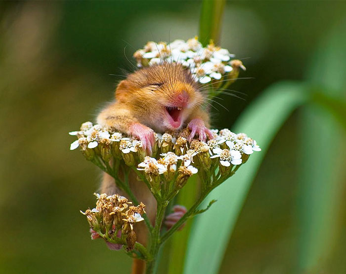 28 Teeny Tiny Wild Mice