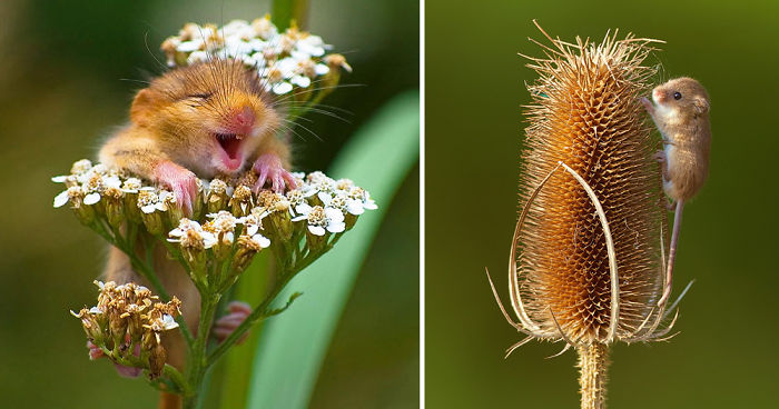 28 Teeny Tiny Wild Mice
