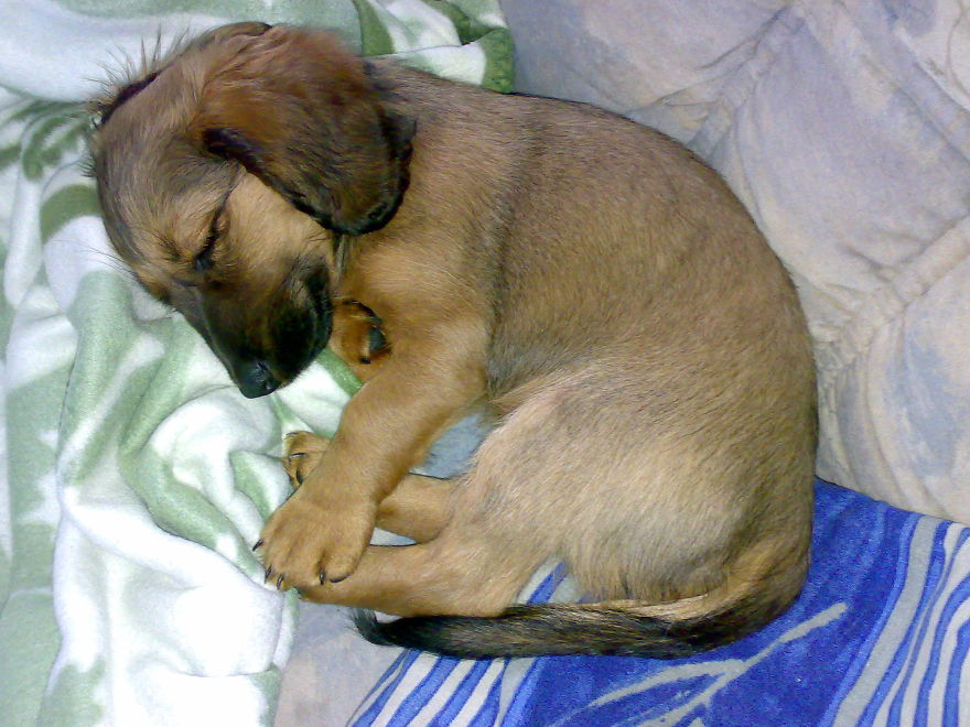 Emma - Dachshund 10 Weeks Old