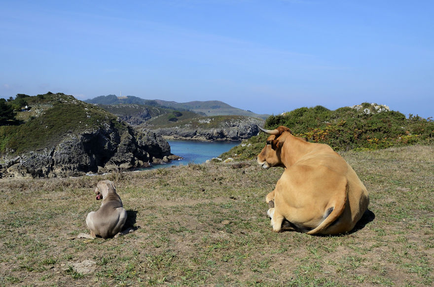 My Dog Bruma Is A Very Special Protagonist In My Photography My Dog Bruma Is A Very Special Protagonist In My Photography