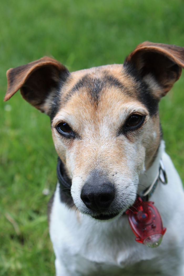 Bubo - Batman On His Forehead