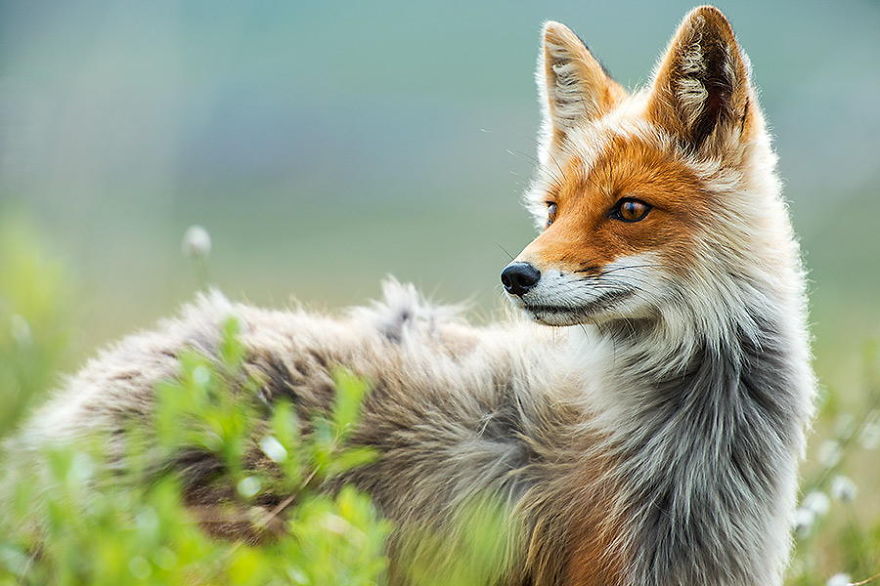Russian Miner Spends His Breaks Taking Photos Of Foxes In The Arctic Circle