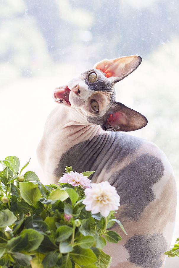 Tyra, From The Triple @tippentyraochtindra - The Bald Happy Cat!