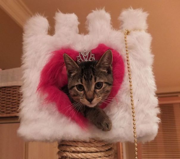 Royal Feline Her Highness Bella