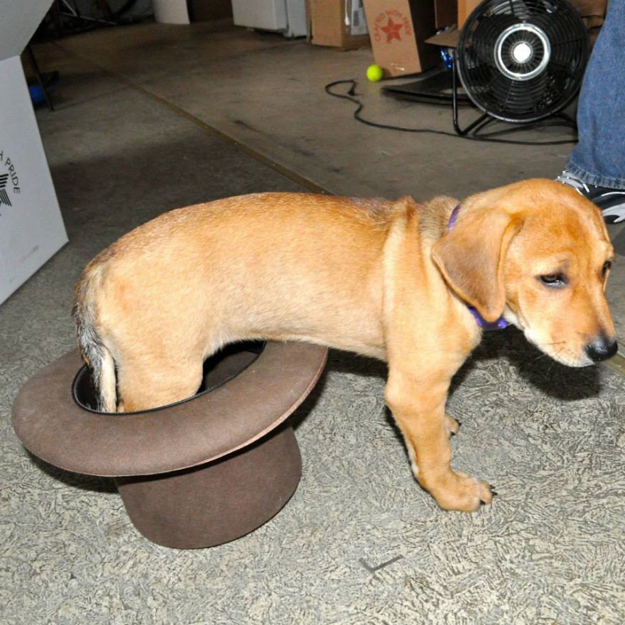 Pixel Doesn't Know How To Wear A Hat