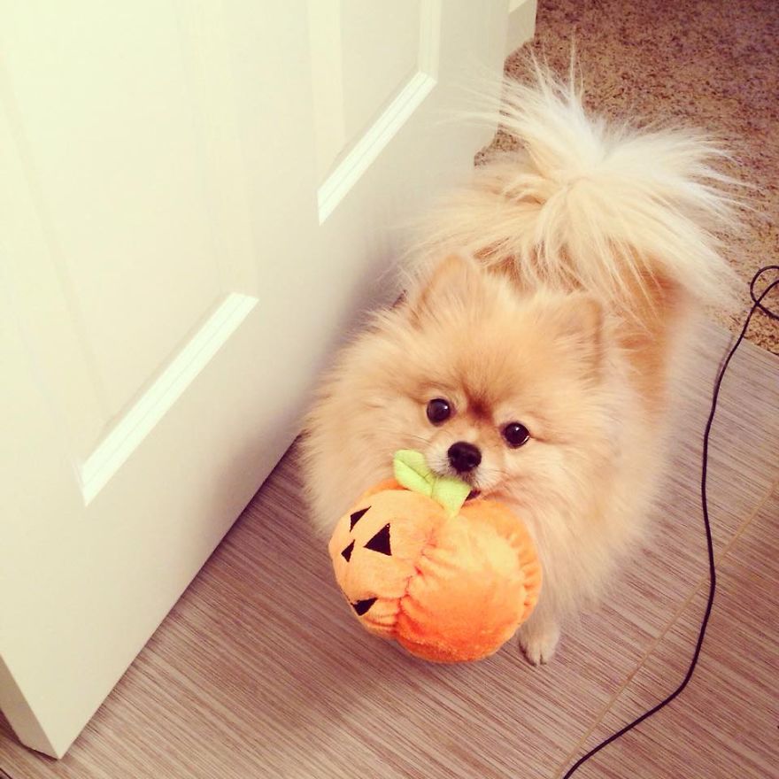 Sushi Ready For Halloween