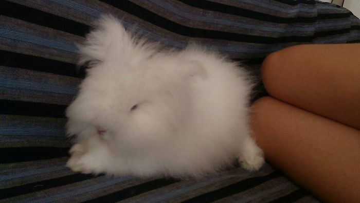 Tala The Teddy Dwarf Rabbit