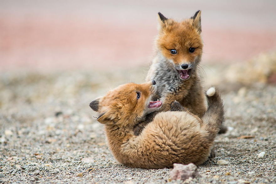 Russian Miner Spends His Breaks Taking Photos Of Foxes In The Arctic Circle Russian Miner Spends His Breaks Taking Photos Of Foxes In The Arctic Circle