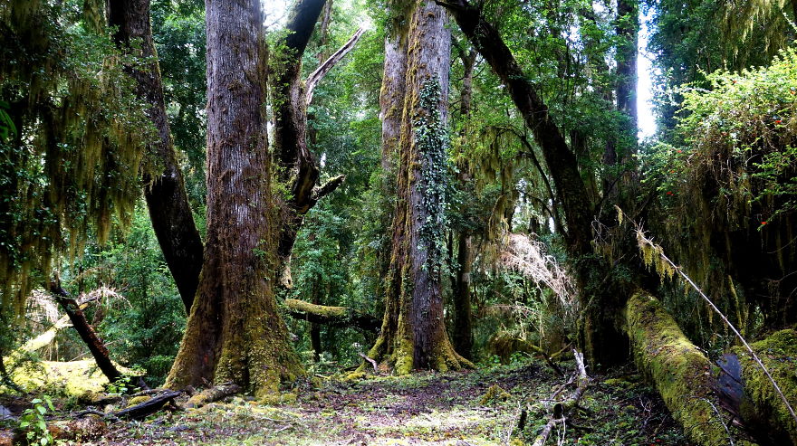 Parque Nacional Vicente Pérez Rosales, Pto. Varas, Chile