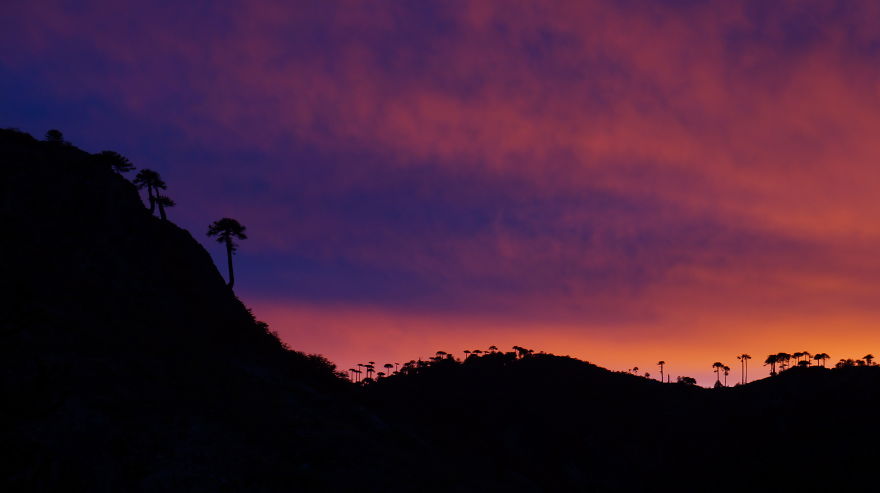Reserva Nacional Altos De Pemehue, Región Del Biobío, Chile.