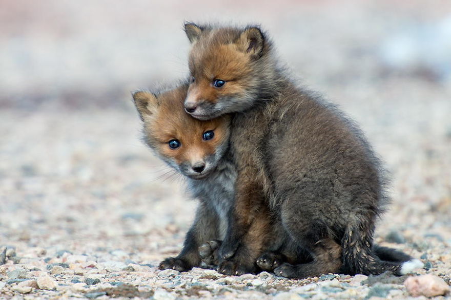 Russian Miner Spends His Breaks Taking Photos Of Foxes In The Arctic Circle Russian Miner Spends His Breaks Taking Photos Of Foxes In The Arctic Circle