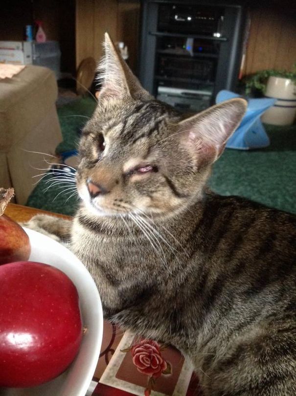 Stevie The Wonderful Blind Kitty