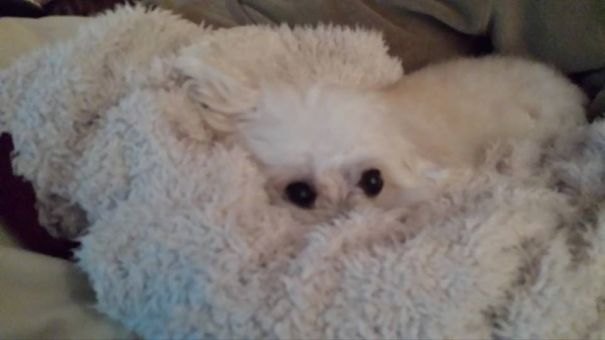 My Blanket Is Staring At Me!