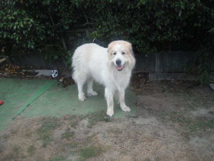 Pyrenees Mountain Dog In Featherston, New Zealand.