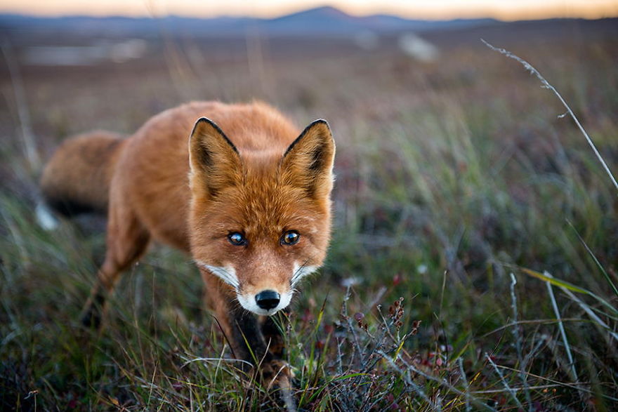 Russian Miner Spends His Breaks Taking Photos Of Foxes In The Arctic Circle Russian Miner Spends His Breaks Taking Photos Of Foxes In The Arctic Circle