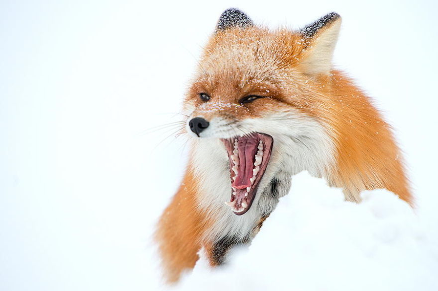 Russian Miner Spends His Breaks Taking Photos Of Foxes In The Arctic Circle Russian Miner Spends His Breaks Taking Photos Of Foxes In The Arctic Circle