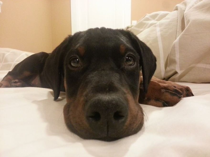 King, Doberman Pinscher At 8 Weeks Old