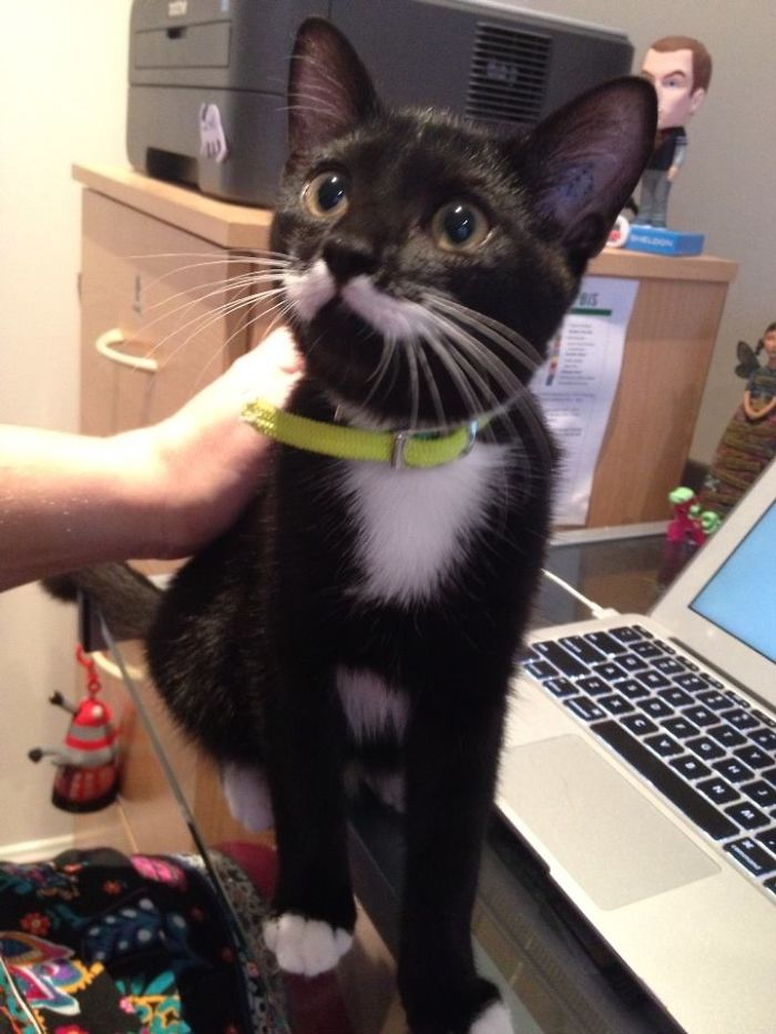 Pickles - With Her Moustache!
