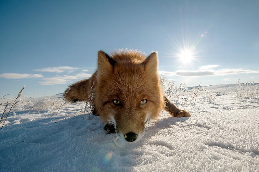 Russian Miner Spends His Breaks Taking Photos Of Foxes In The Arctic Circle Russian Miner Spends His Breaks Taking Photos Of Foxes In The Arctic Circle