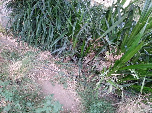 Hint: It's A Cat :-)