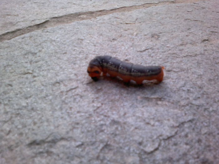 The Equalizer Caterpillar !