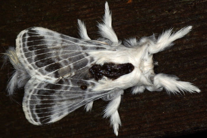 This Very Fluffy Large Tolype Moth