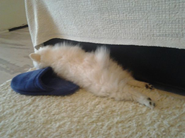 Mysterious Pomeranian Bea