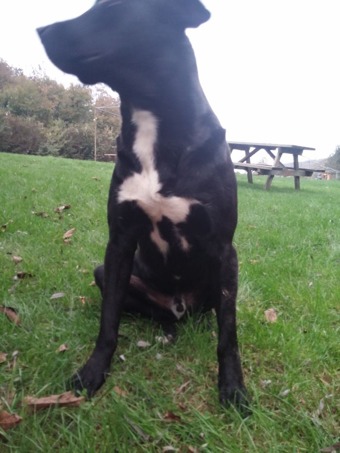 'dem Baba' From Polonezkoy-istanbul/turkey With A Goose On His Chest =)