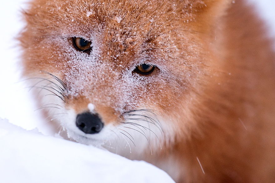 Russian Miner Spends His Breaks Taking Photos Of Foxes In The Arctic Circle Russian Miner Spends His Breaks Taking Photos Of Foxes In The Arctic Circle