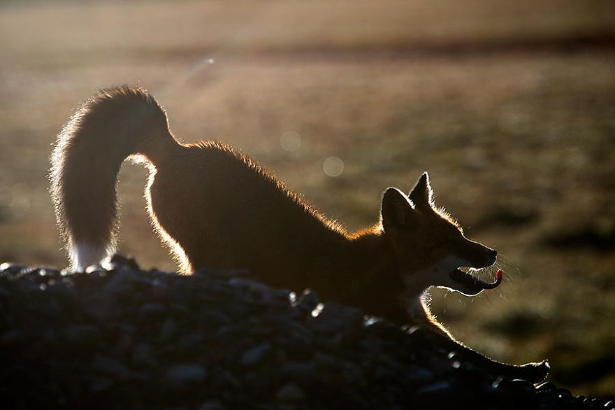 Russian Miner Spends His Breaks Taking Photos Of Foxes In The Arctic Circle Russian Miner Spends His Breaks Taking Photos Of Foxes In The Arctic Circle
