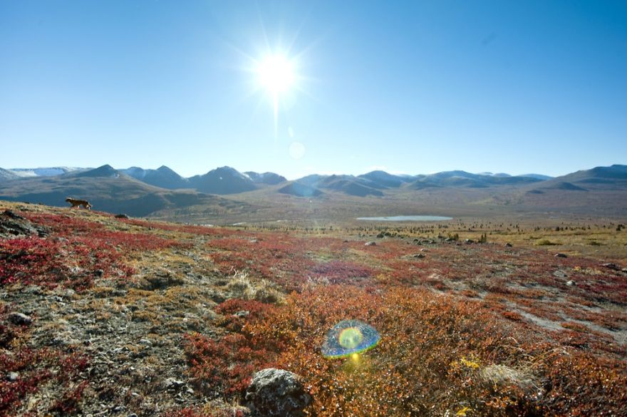 23 Year Old Hitchhiker Carries Camera For An Entire Year To Capture Canada's Wild Beauty 23 Year Old Hitchhiker Carries Camera For An Entire Year To Capture Canada's Wild Beauty