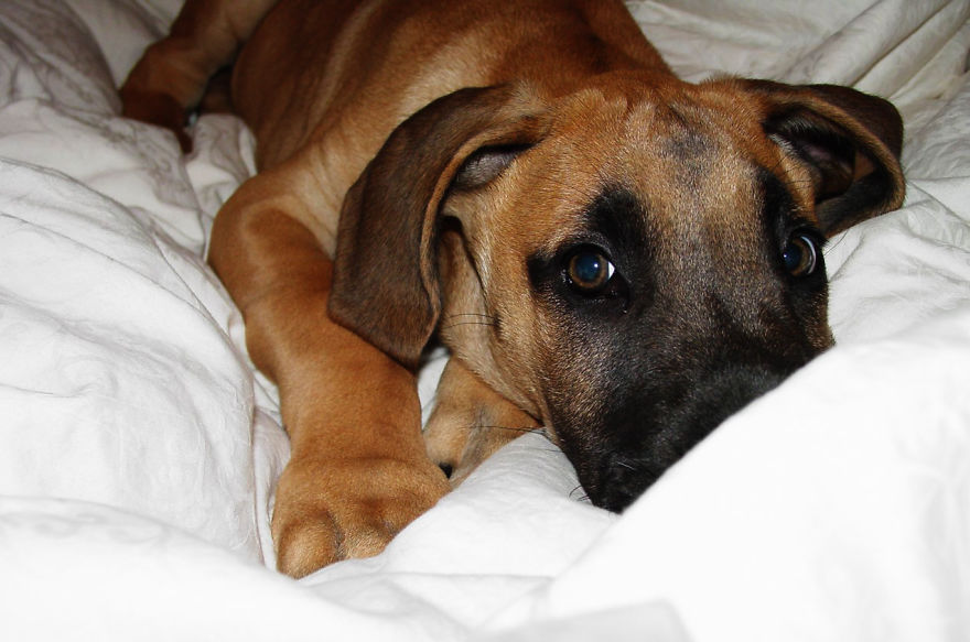 Odie The Baby Great Dane At @ 8 Weeks Old