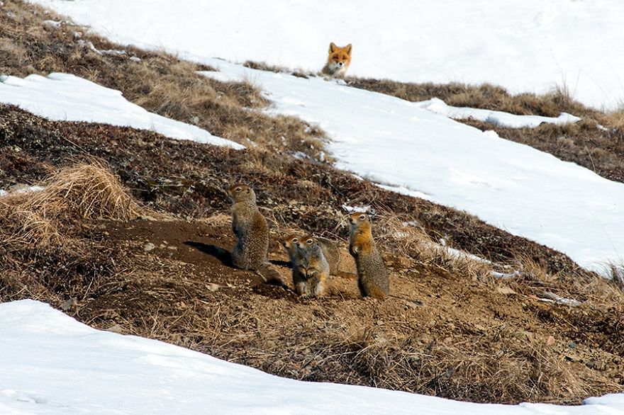 Russian Miner Spends His Breaks Taking Photos Of Foxes In The Arctic Circle Russian Miner Spends His Breaks Taking Photos Of Foxes In The Arctic Circle